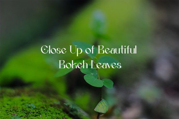 Download Close Up of Beautiful Bokeh Leaves - Beautiful Collection