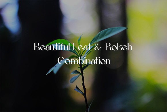 Download Beautiful Leaf &amp; Bokeh Combination - Beautiful Collection